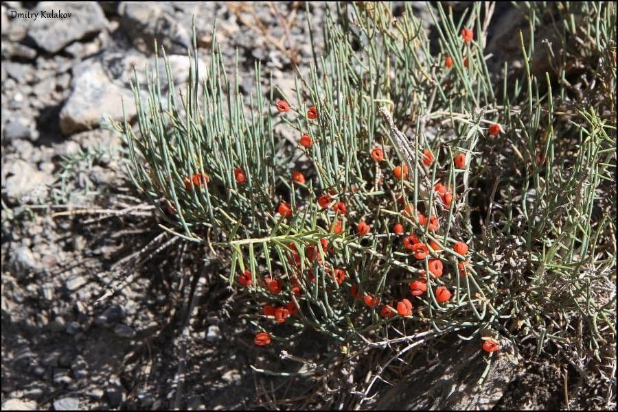 Ephedra intermedia