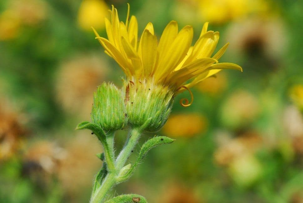 Heterotheca 6