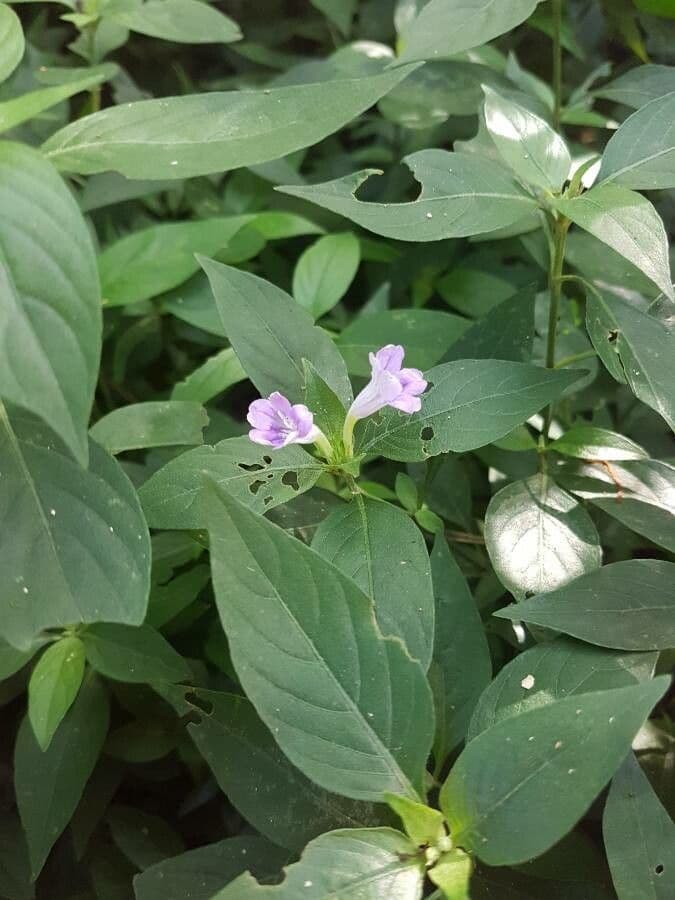Ruellia bahiense