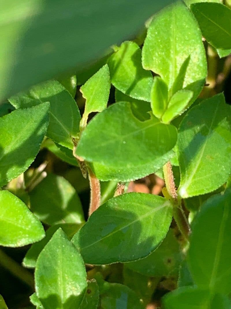 Cuphea strigulosa 9