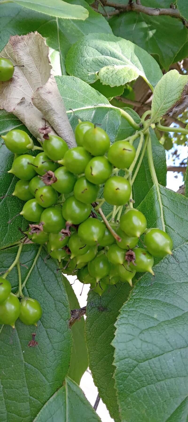 Ehretia 2