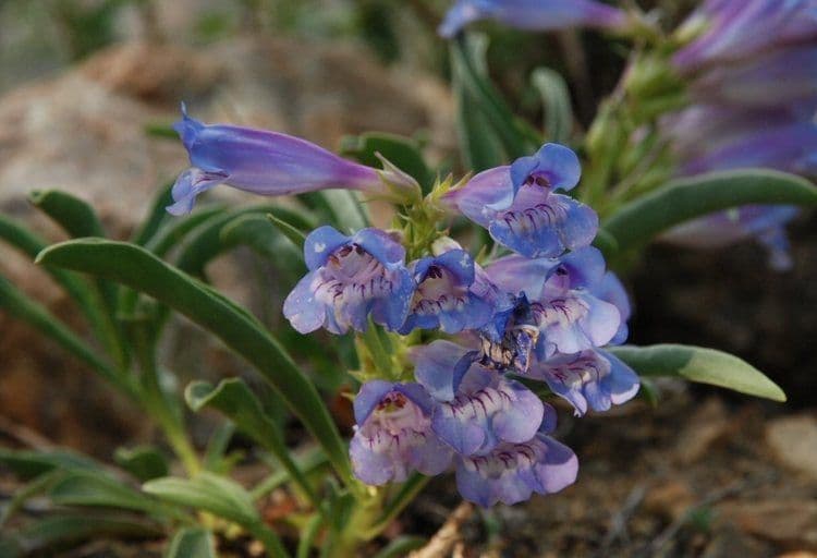 Penstemon 5