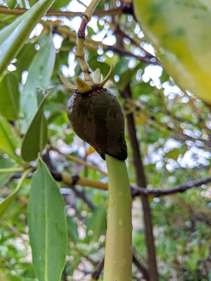 Mangle à racines bouclées 4