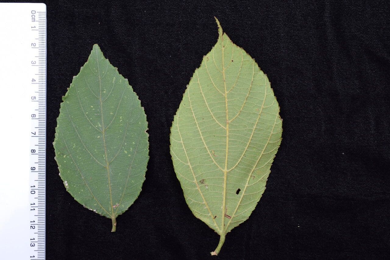 Grewia 2