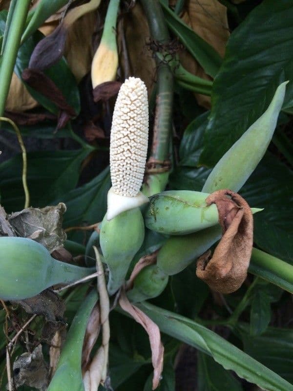 Syngonium 6
