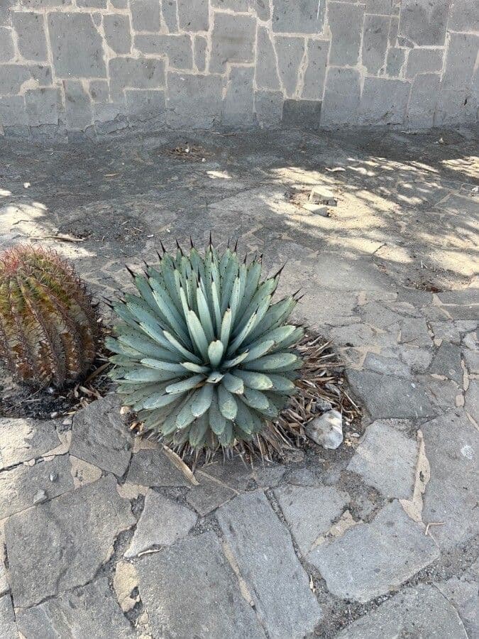 Agave 2