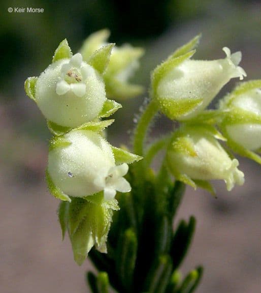 Gelbe Bergheide 3