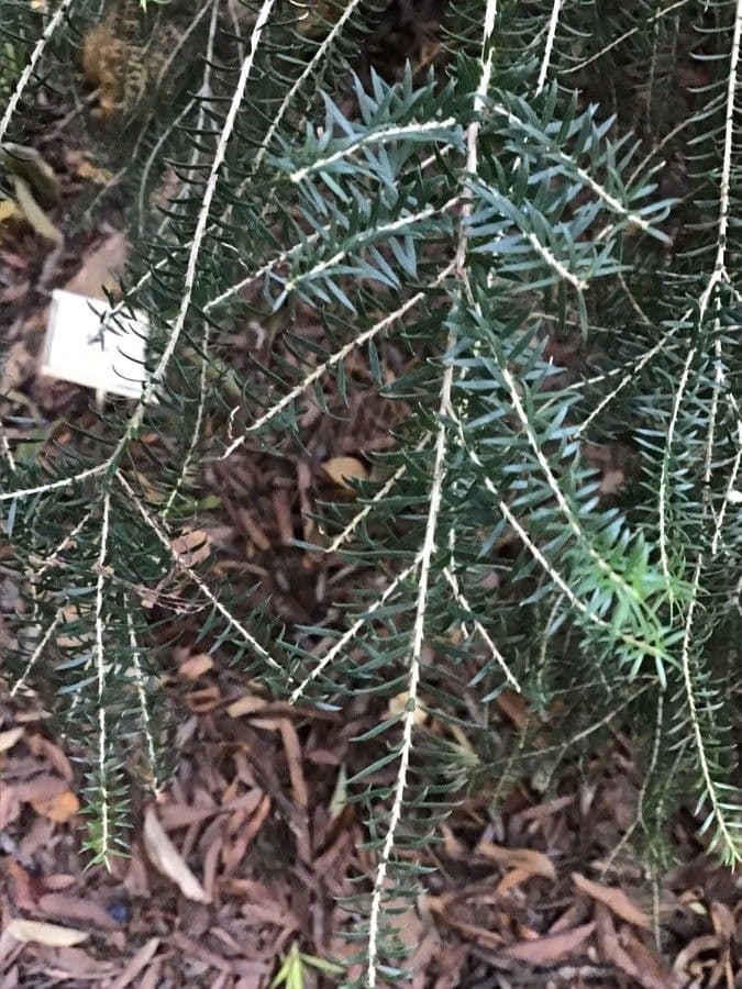 Leptospermum 2