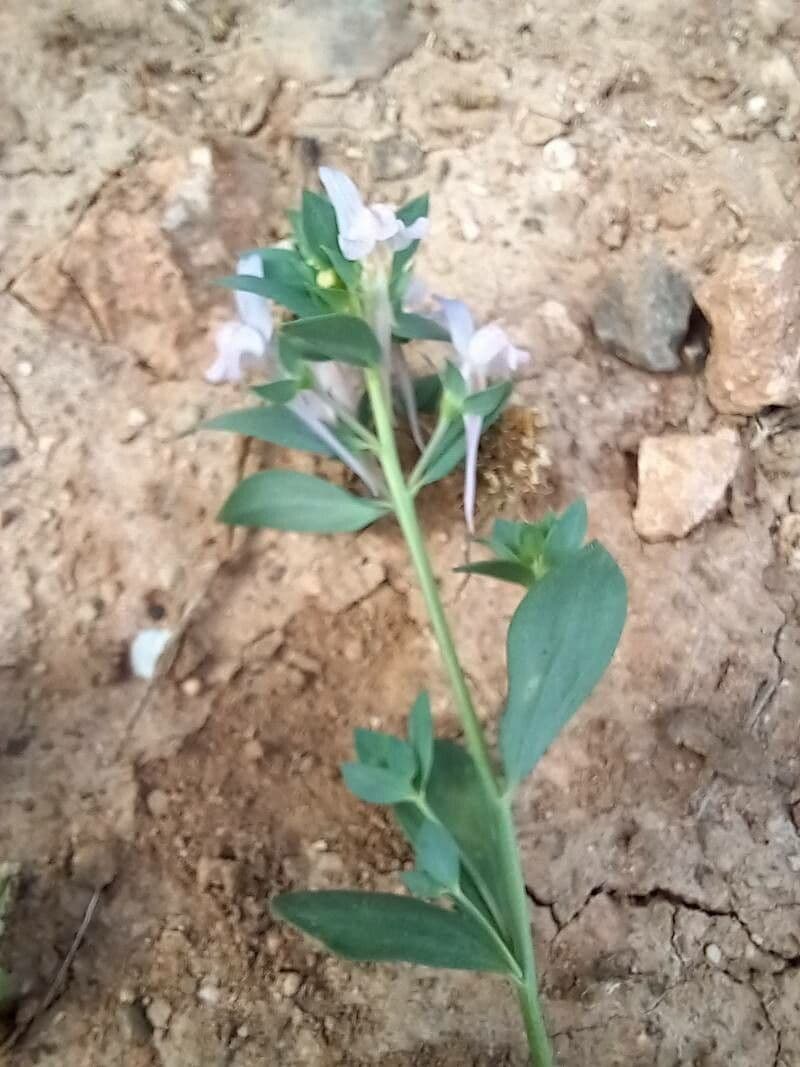Linaria reflexa 2