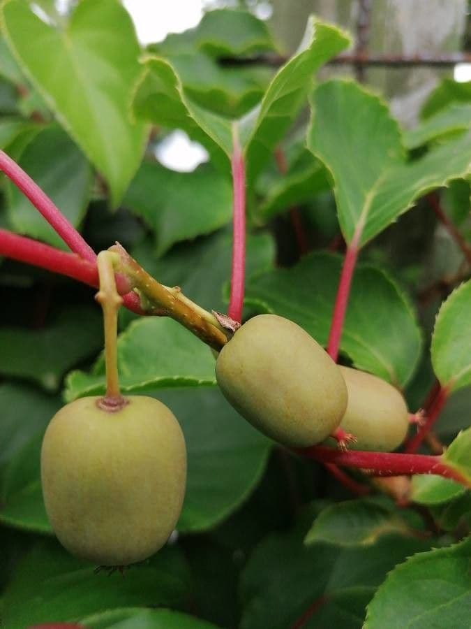 Kiwi arguta 9