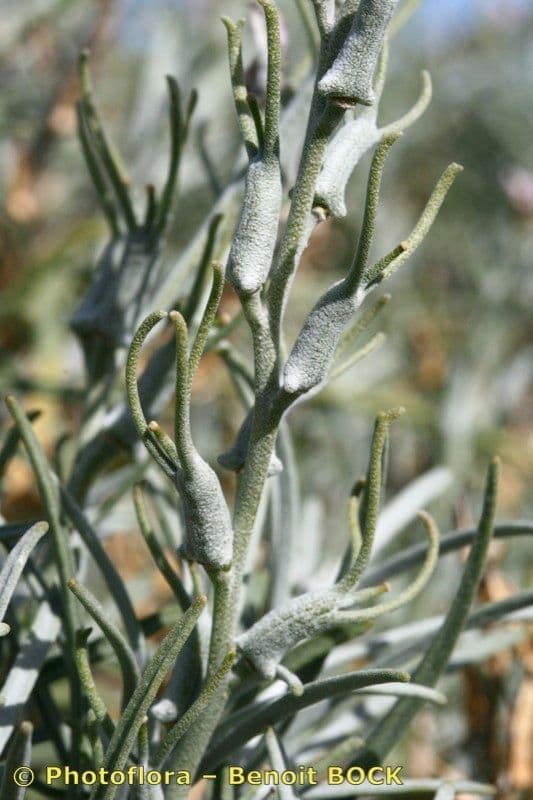 Parolinia 8