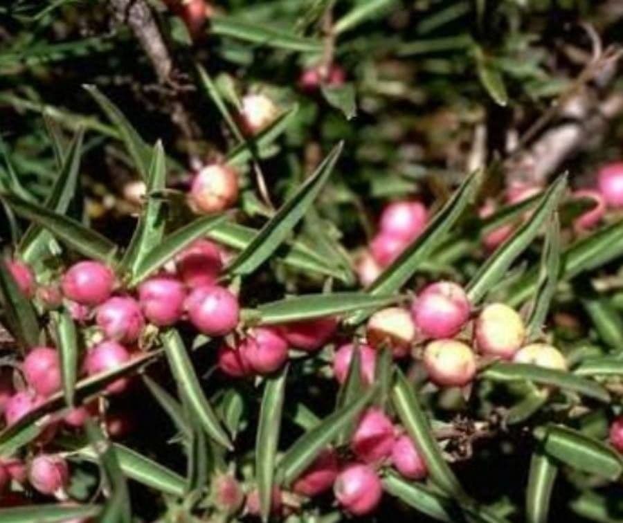 Eremophila debilis