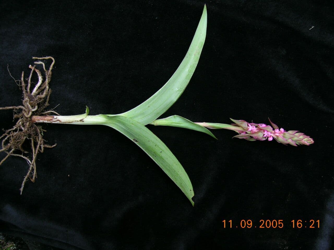 Satyrium 5