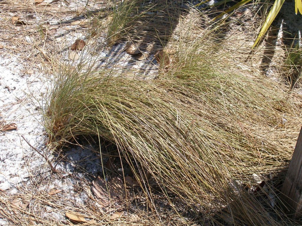 Aristida 3