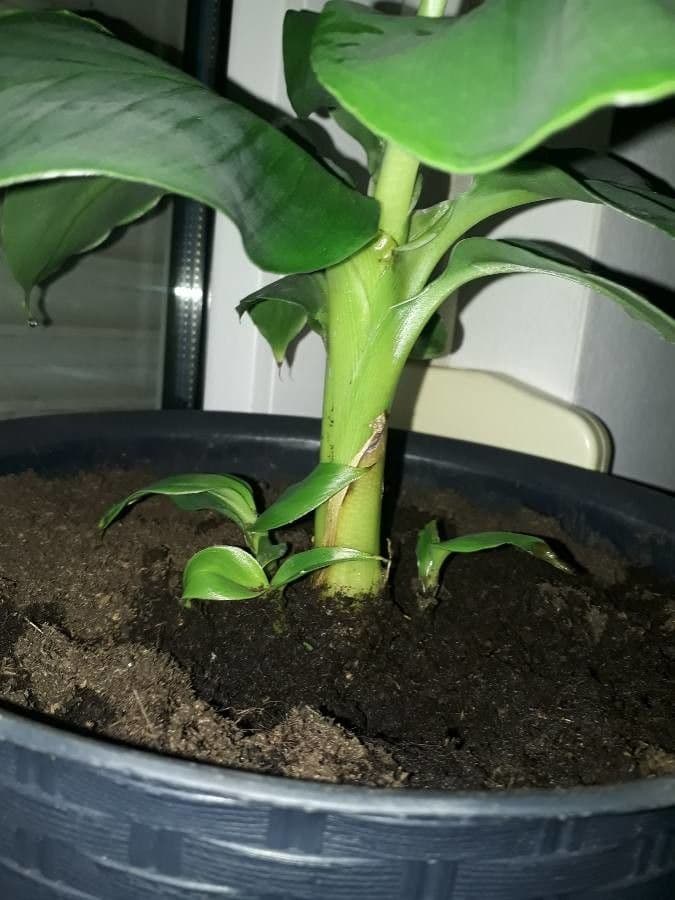 Bananovník“, “ 24