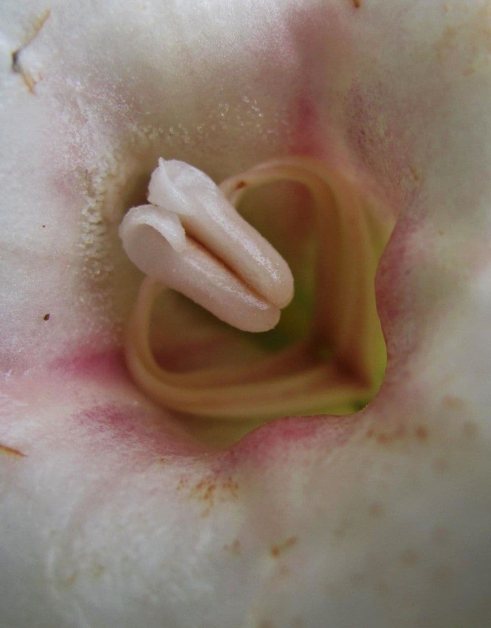 Drymonia alloplectoides 25