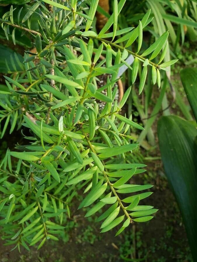 Afrocarpus 2