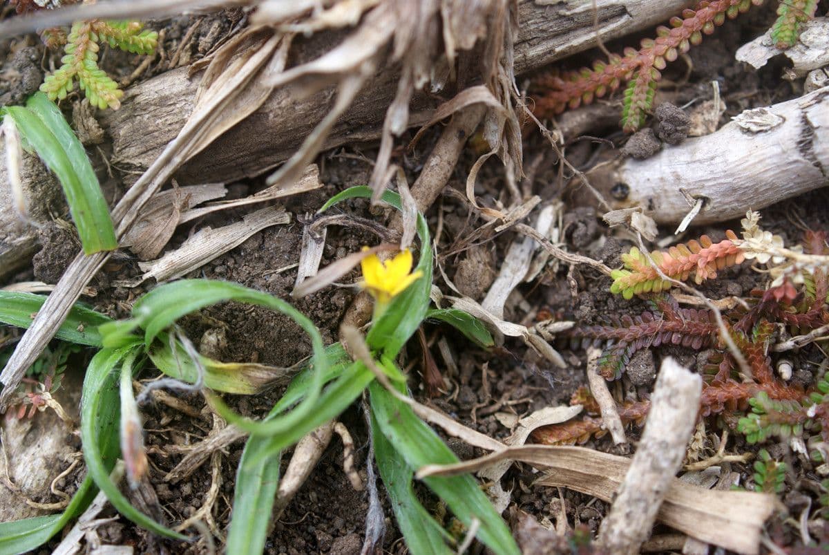 Hypoxis 7