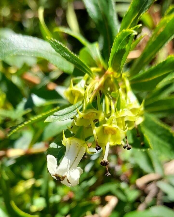 Escallonia 2