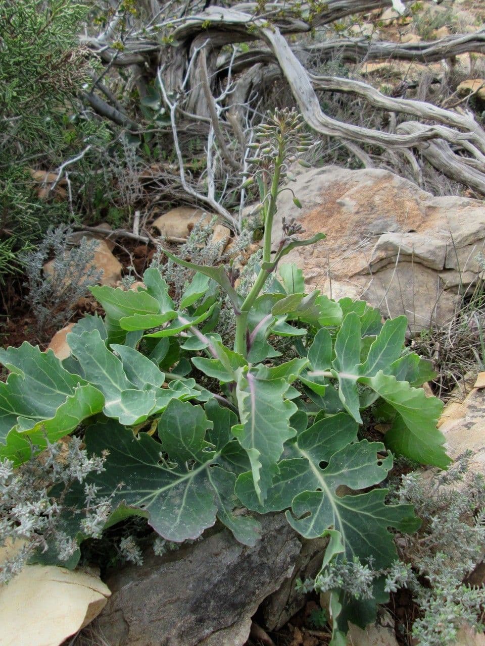 Bergkohl 12