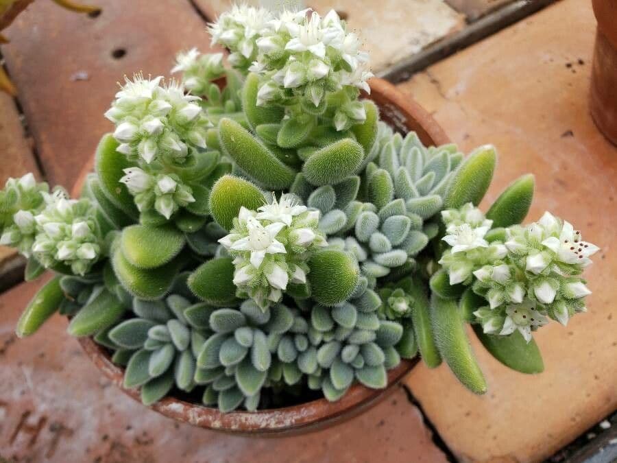 Sedum