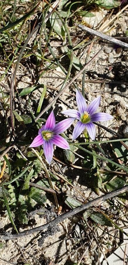 Romulea 10