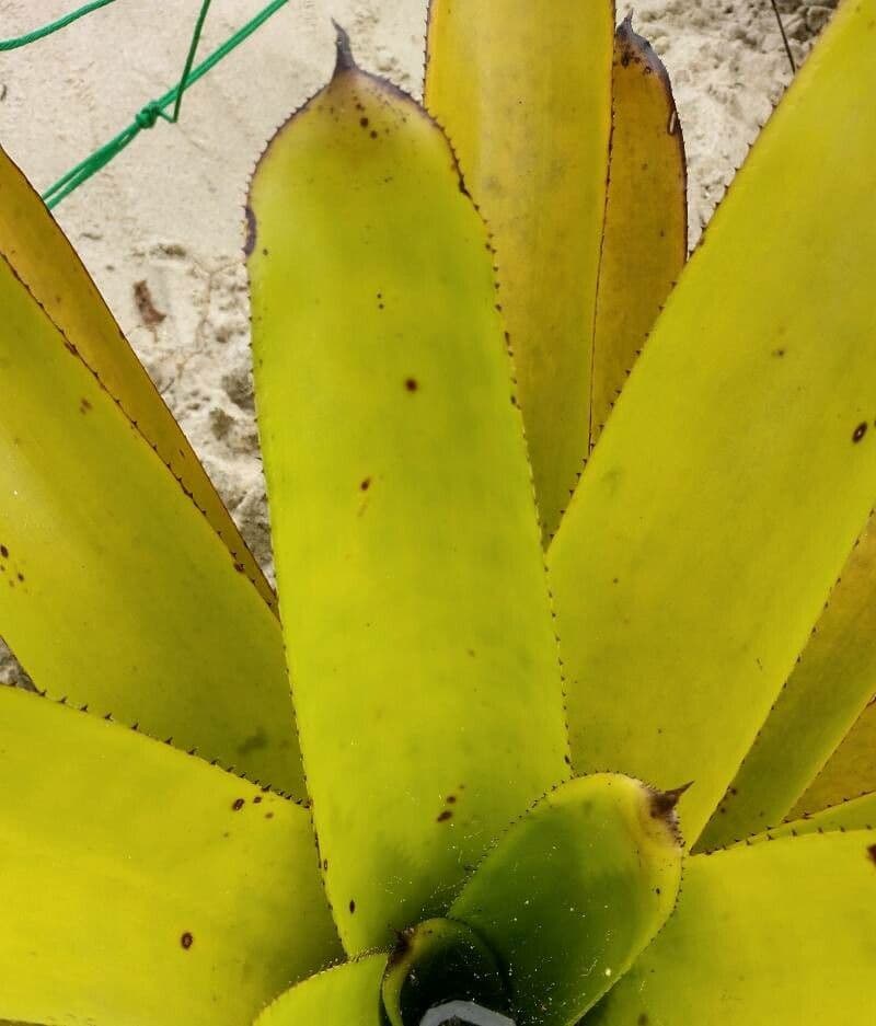 Aechmea 9