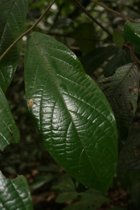 Cordia 5