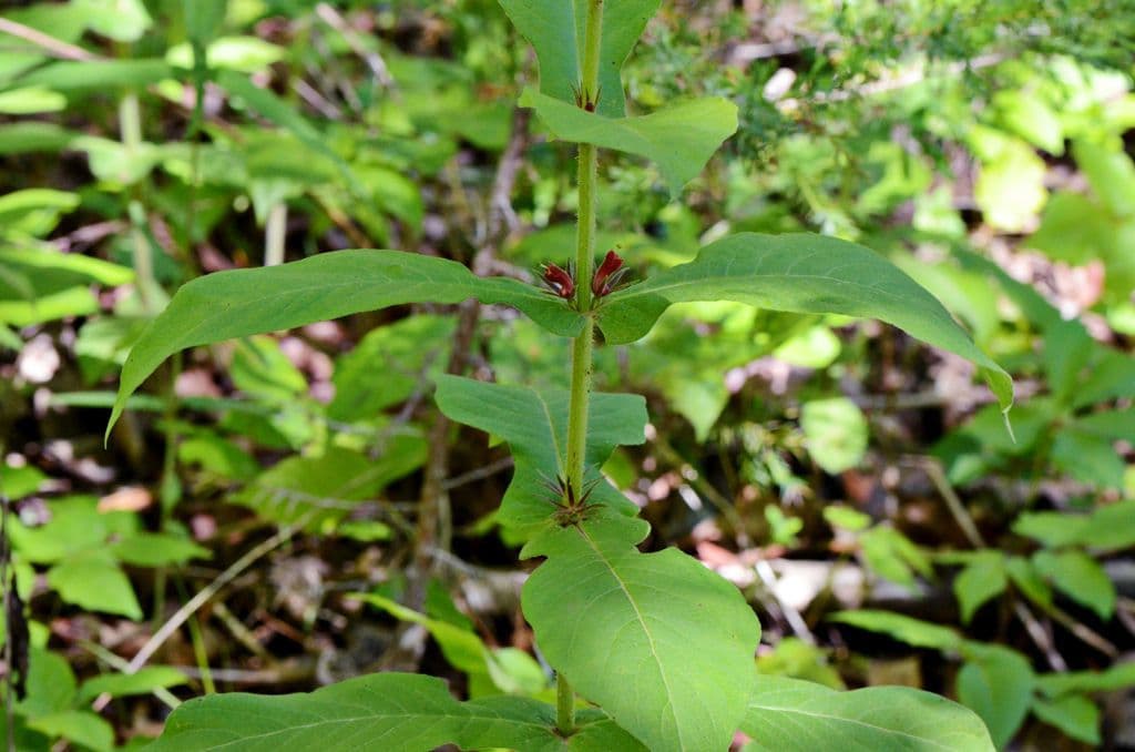 Triosteum perfoliatum 12