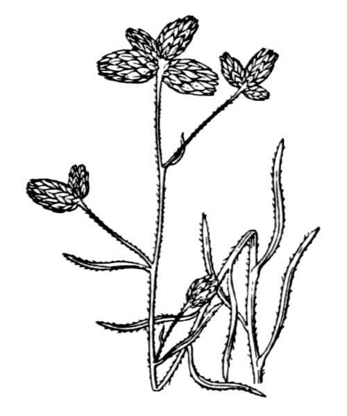 Phagnalon 24