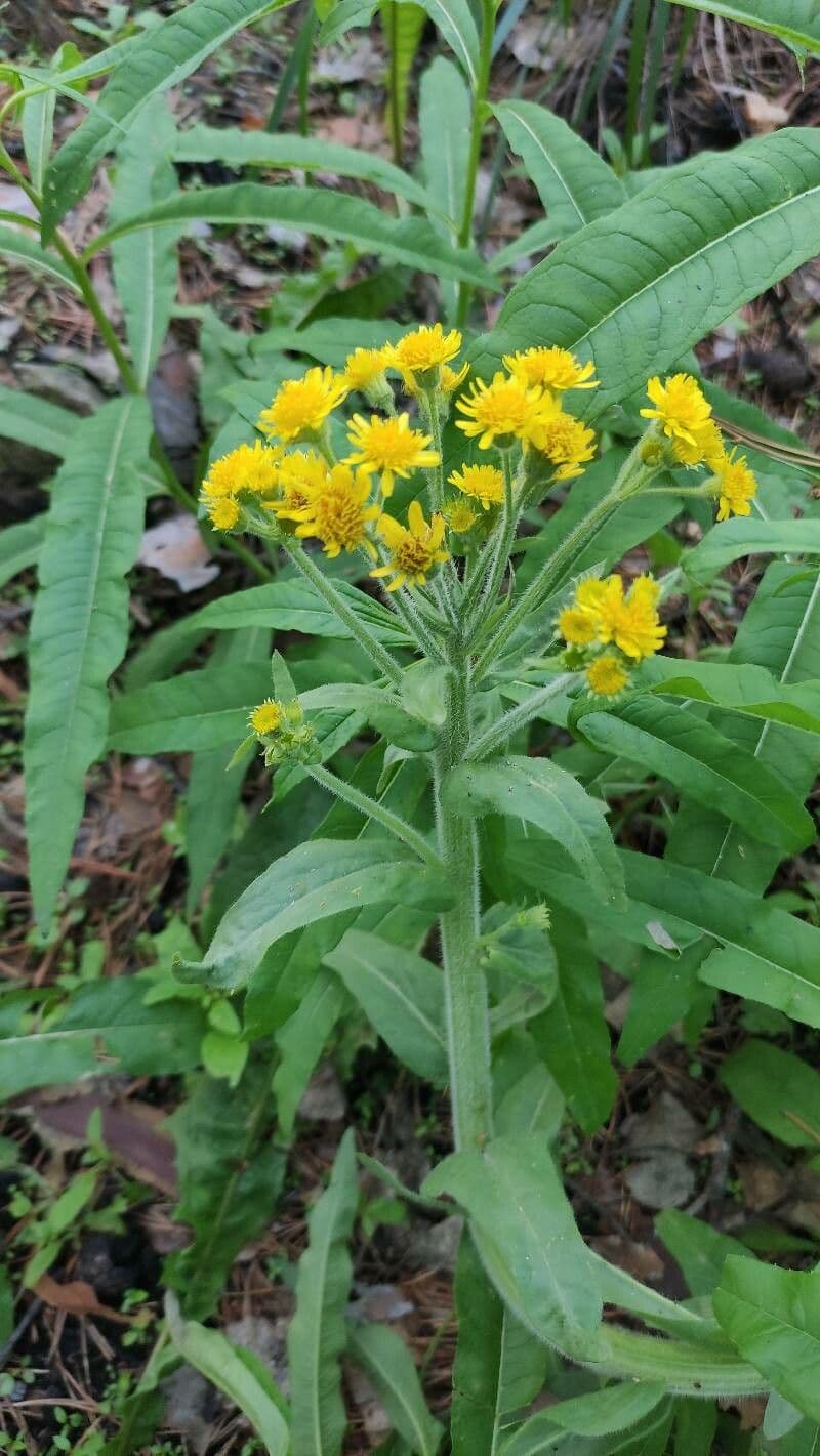 Tephroseris di palude 6