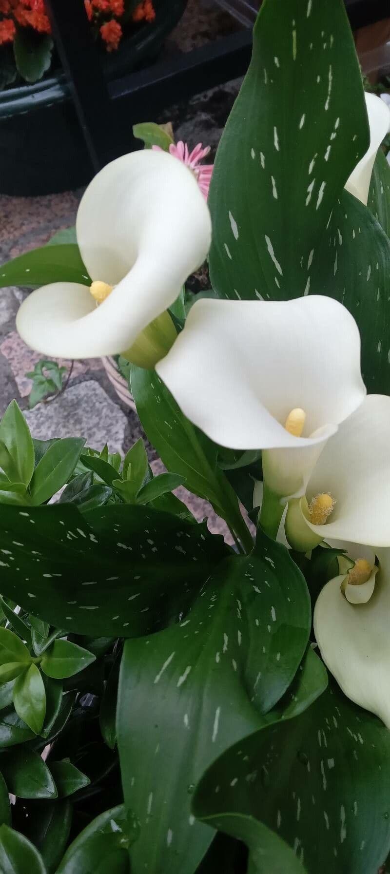 Calla 12