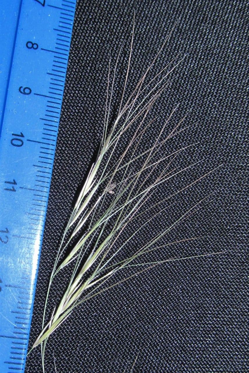 Aristida 6