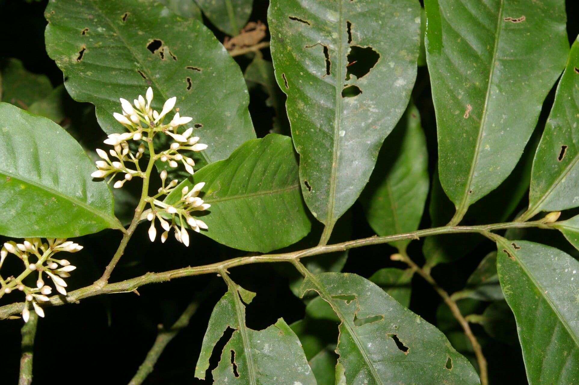 Ardisia de Guyane 9