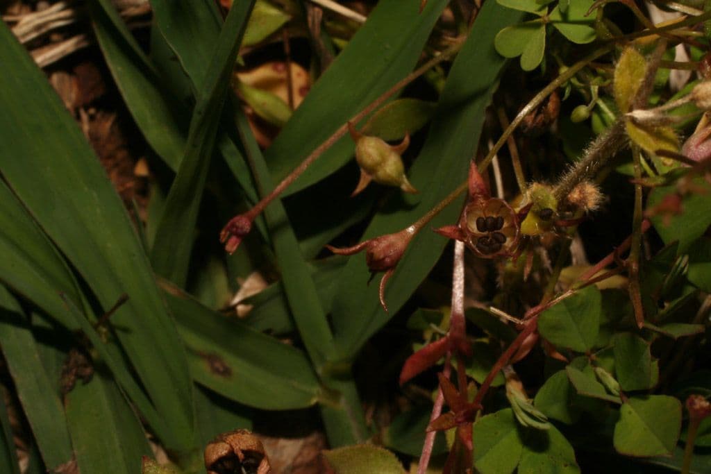 Houstonia minuta