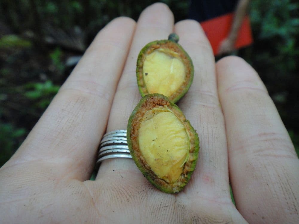 Cryptocarya 3