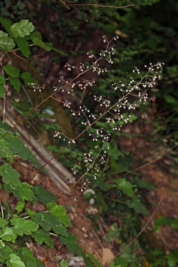 Purpurglöckchen 2