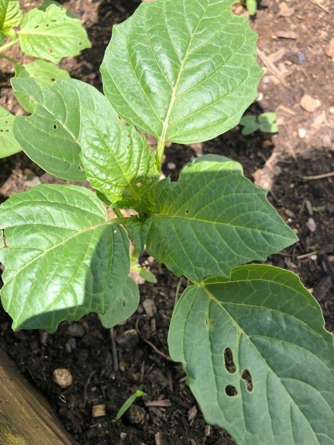 Tomatillo 19