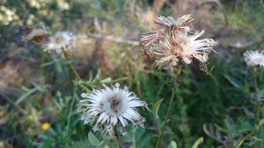 Centaurea vedovina 30
