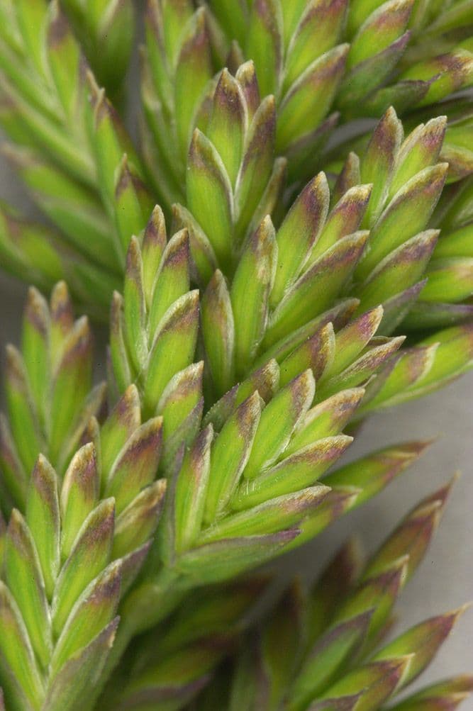 Fienarola compressa 19