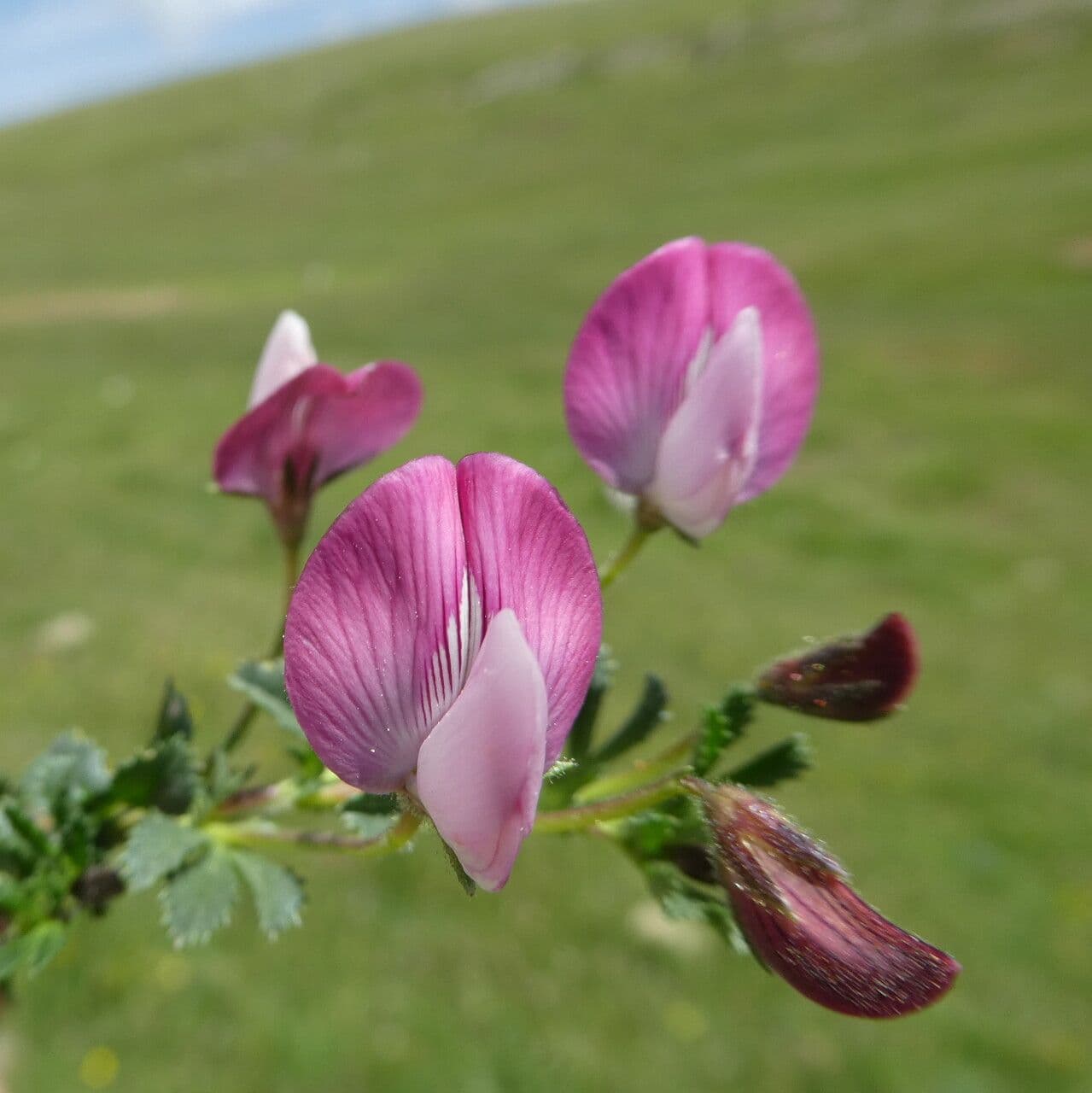 Ononis cristata 10