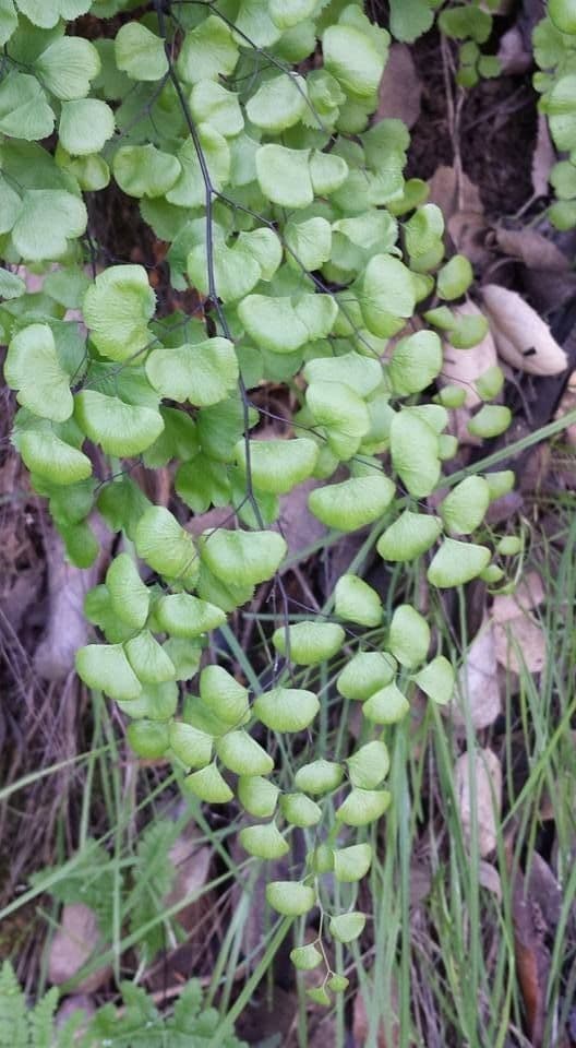 Zalotka