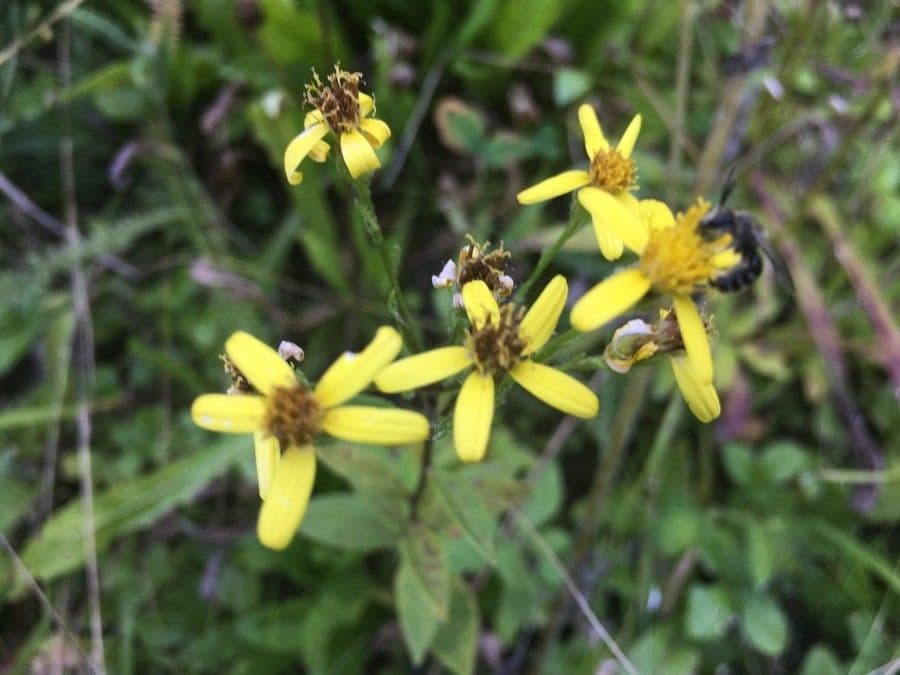 Senecio sarracenico 5