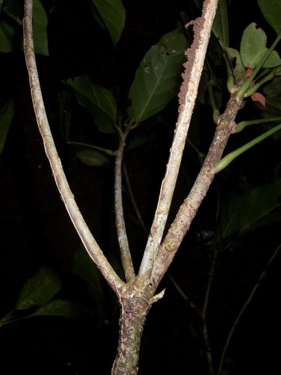 Dendropanax arboreus 19