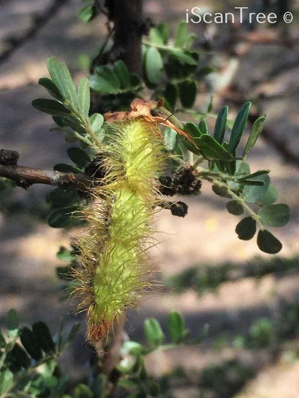 Ormocarpum 2