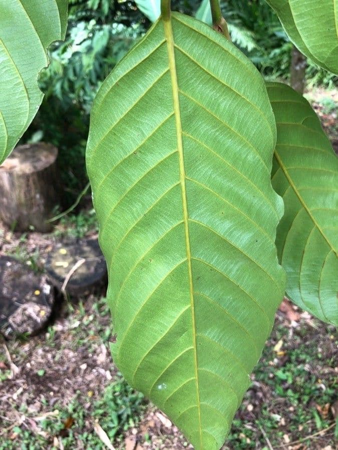 Minquartia guianensis 9