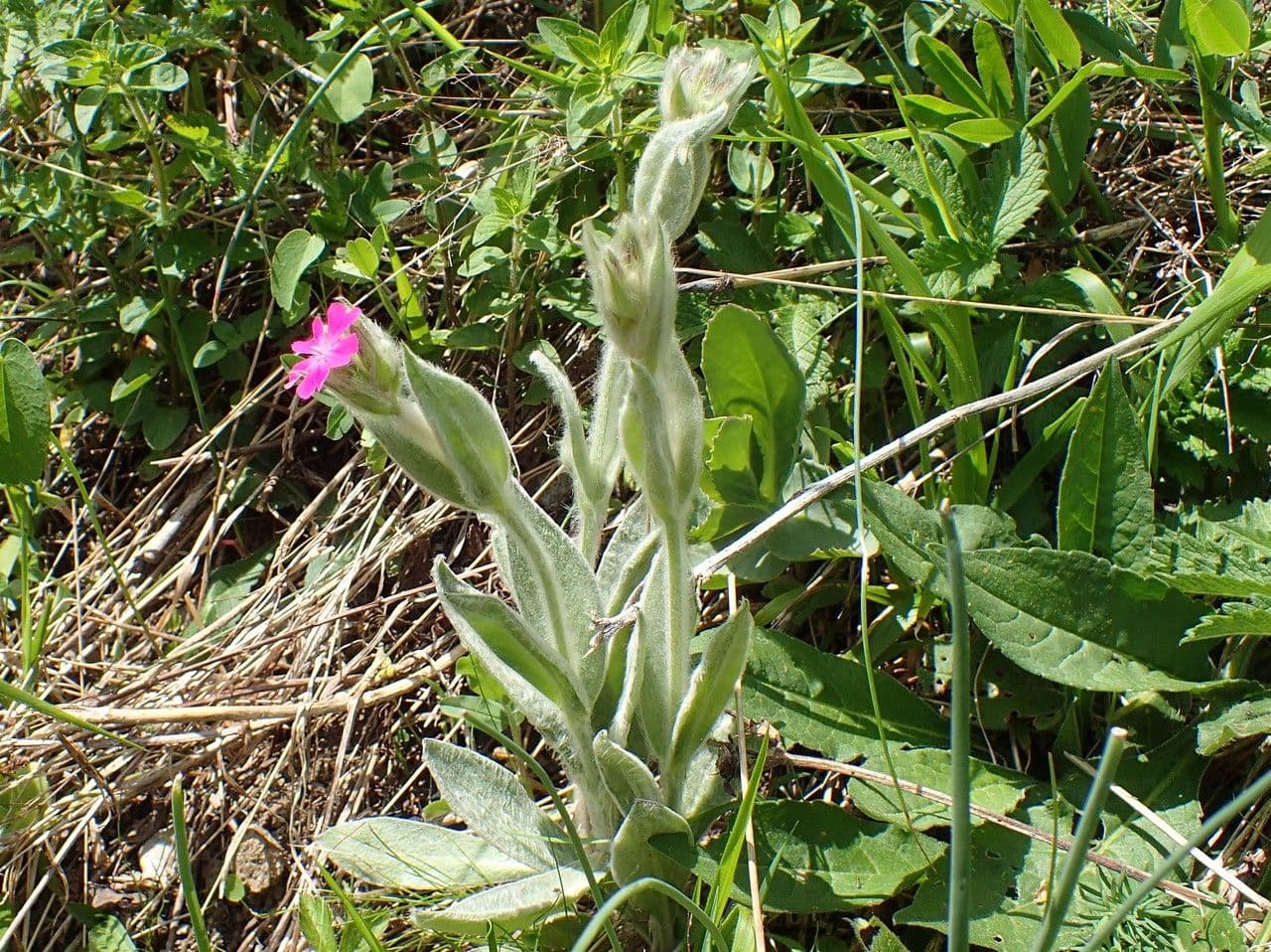 Silene 7