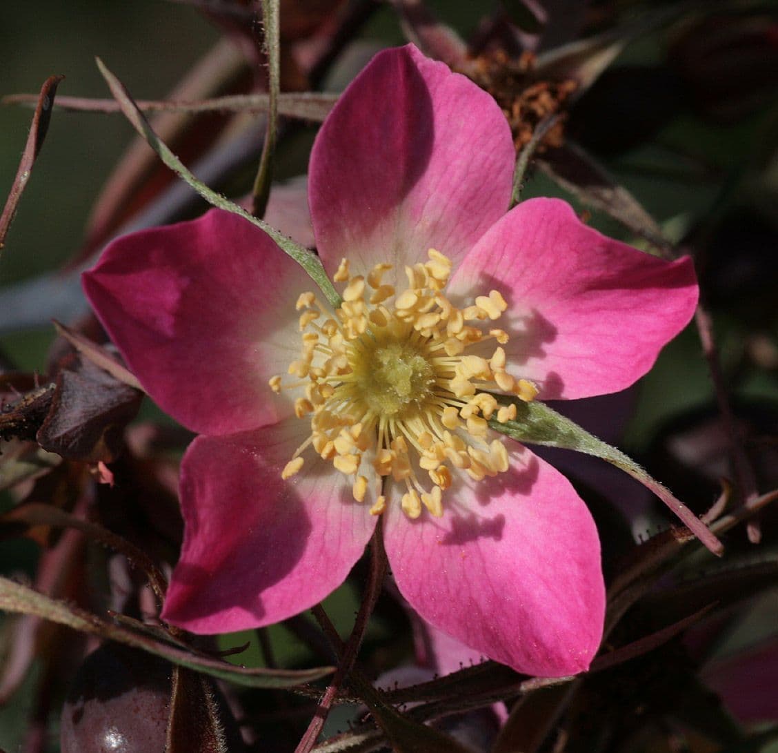Redleaf rose 8