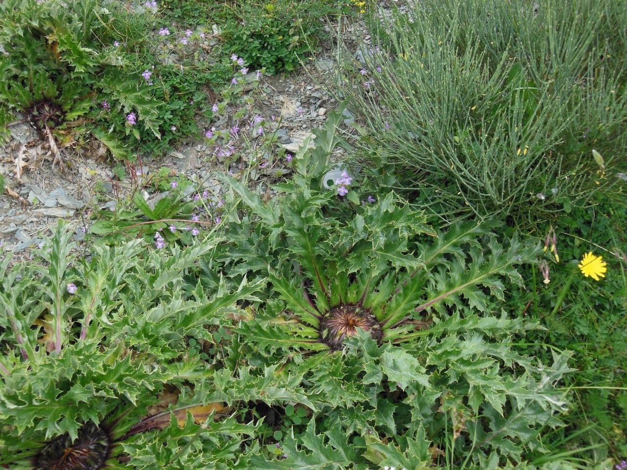 Akantusblättrige Eberwurz 11