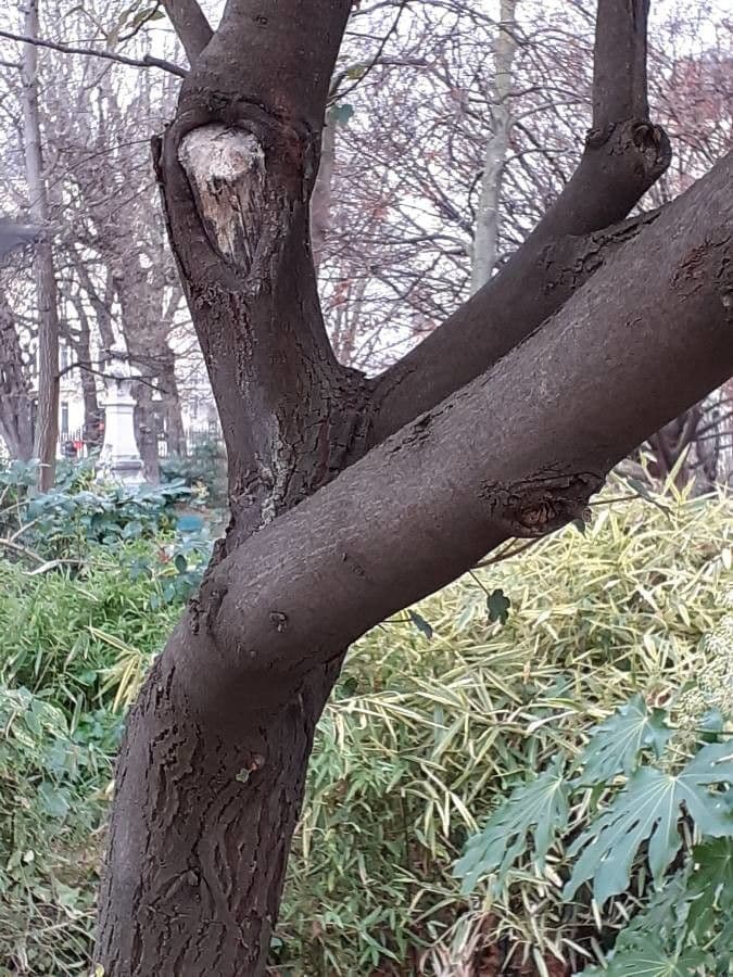 Fremontodendron 20